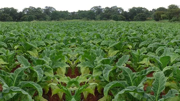  పొగాకు రైతులు నిబంధనలు పాటించాలి