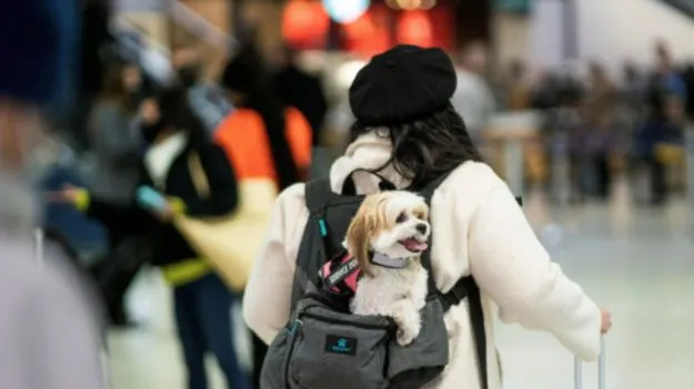 Travel With Pet: పెంపుడు జంతువులతో ప్రయాణం.. ఈ విషయాలు తెలుసుకోండి..