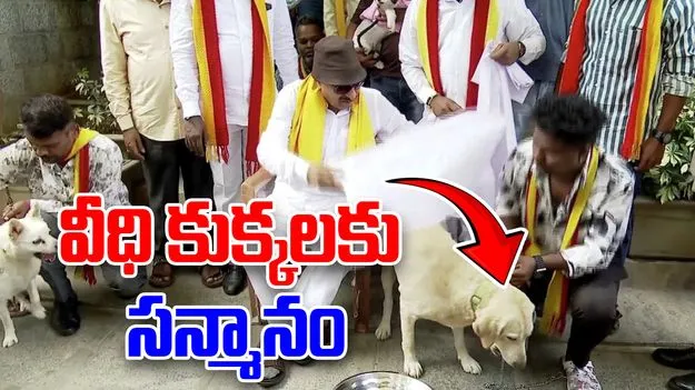 Shawls To Dogs: శాలువా కప్పి వీధి కుక్కలకు సన్మానం.. కారణం ఏంటంటే..