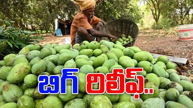 Andhra Totapuri Mango: మామిడి రైతులకు బిగ్ రిలీఫ్ 