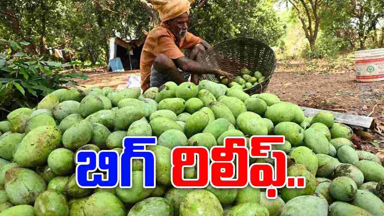 Andhra Totapuri Mango: మామిడి రైతులకు బిగ్ రిలీఫ్ 