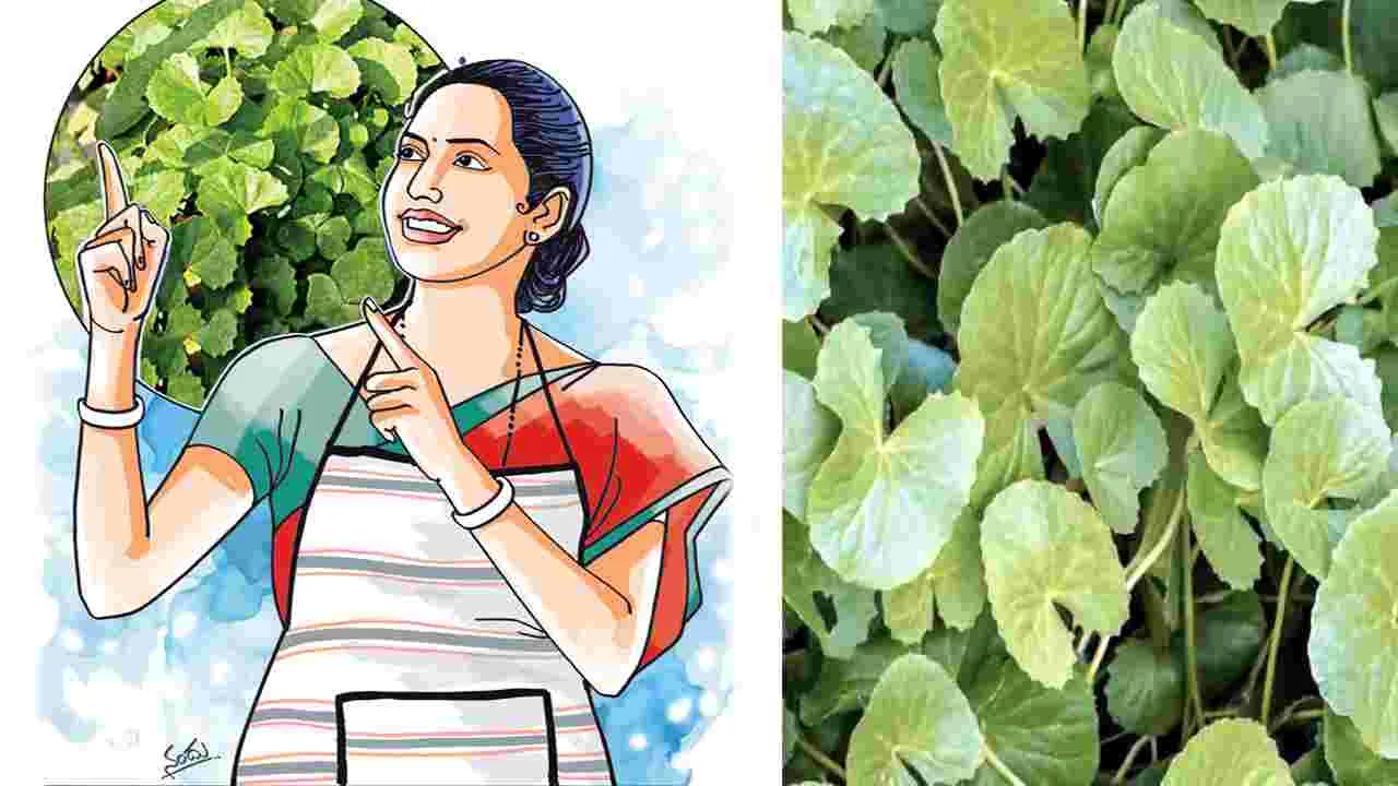Brahmi Plant Uses: బుద్ధి వర్ధకం బ్రాహ్మీ