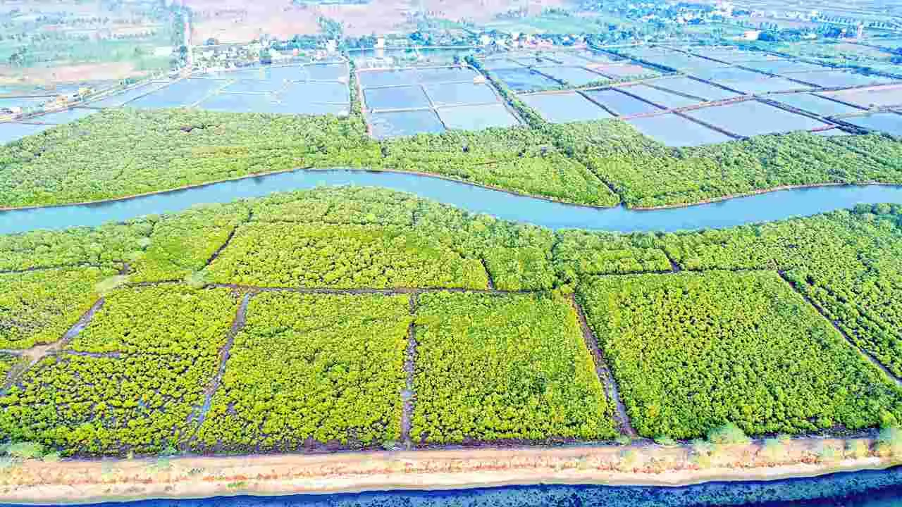 Coastal Afforestation Project: తీరానికి పచ్చతోరణం