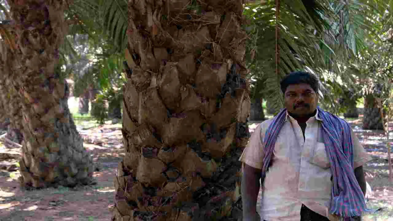AP Oil Palm Farmers: ఆయిల్‌పామ్‌ రైతుల ప్రయోజనాలు కాపాడాలి
