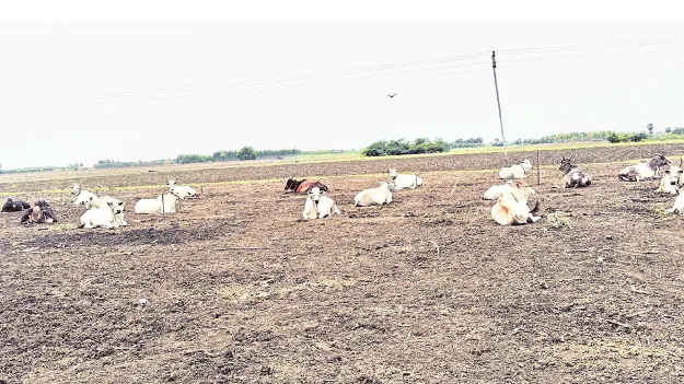 భక్తులు దానం చేసిన గోవులు అమ్మకానికి..