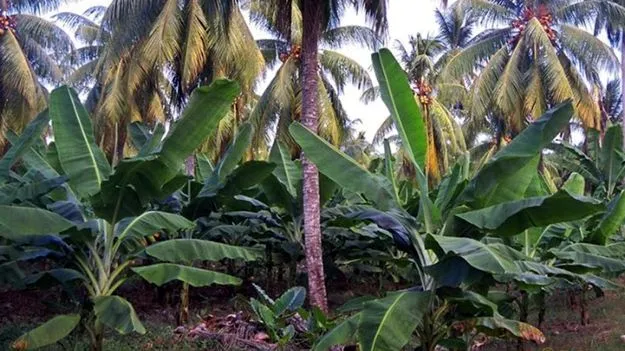  Fruit Plantation: లక్ష ఎకరాల్లో  ఉపాధి ఉద్యానవనాలు
