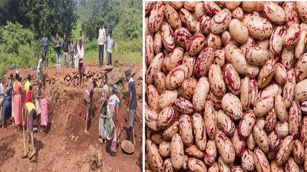 Tribal Farmers: గంజాయి నుంచి రాజ్మా వైపు