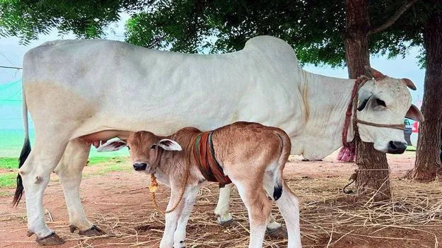 Veterinary Director: 75శాతం రాయితీతో పశుగ్రాస విత్తనాలు