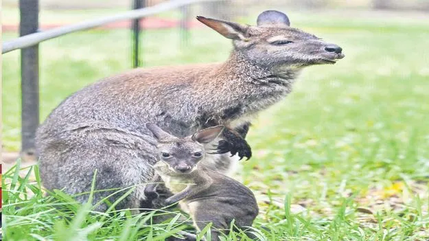  Visakhapatnam Zoo: జూలో కంగారు సందడి