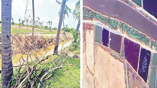 Krishna district: మడ తేశారు