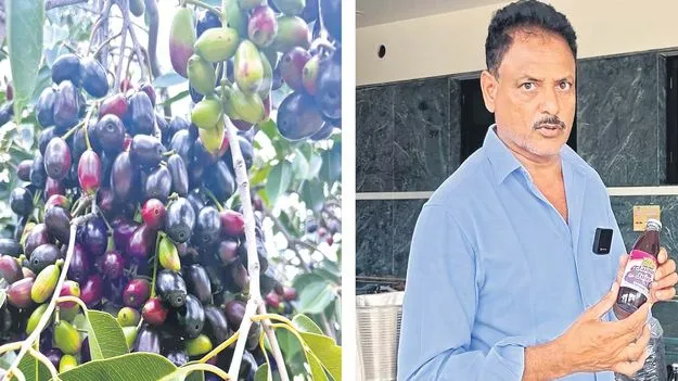 Farmer Maruti Prasad : నేరేడుకు లాభాల ఫార్ములా