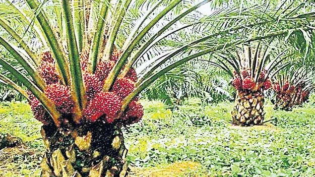 AP Govt Incentives: ఆయిల్‌పామ్‌కు మంచి రోజులు