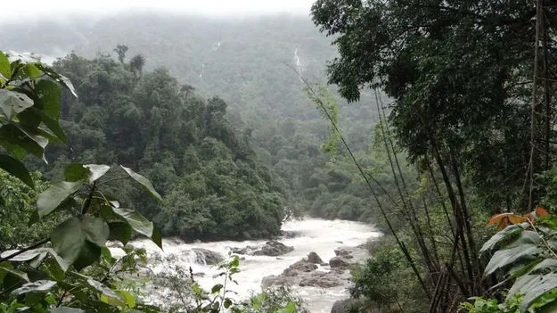 Comprehensive Report: అటవీ ప్రాంతాలపై సమగ్ర నివేదిక తయారీకి కమిటీ నియామకం