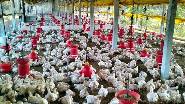 Poultry Farm Subsidy: పట్టణాల్లో కోళ్ల ఫాం నిర్మాణాలకు ప్రోత్సాహం