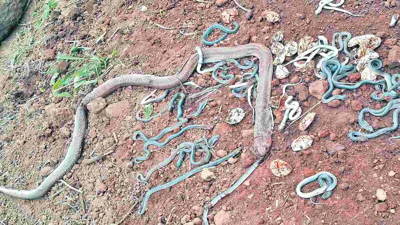 Alluri Seetharamaraju District: విష సర్పాల కలకలం