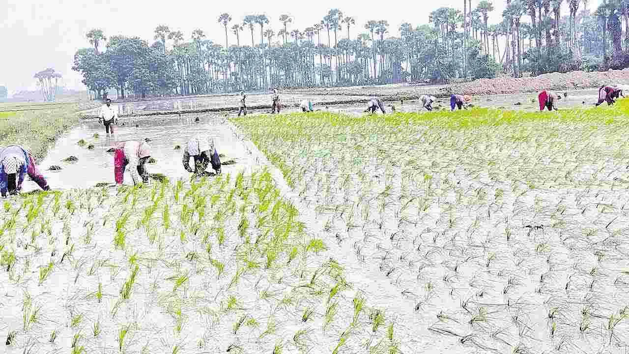 భూపాలపల్లి జిల్లాలో జోరందుకున్న వరినాట్లు