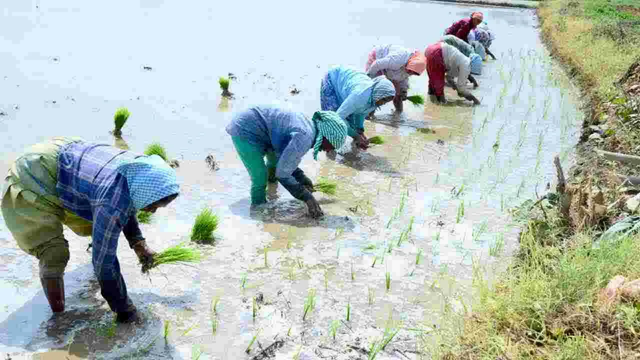 భూపాలపల్లి జిల్లాలో జోరందుకున్న వరినాట్లు