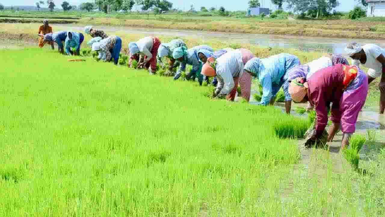 భూపాలపల్లి జిల్లాలో జోరందుకున్న వరినాట్లు