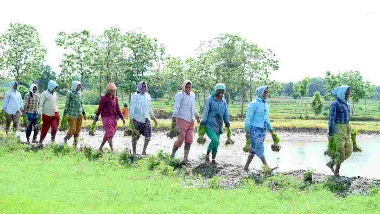 భూపాలపల్లి జిల్లాలో జోరందుకున్న వరినాట్లు