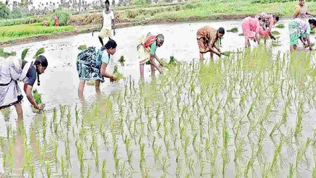 భూపాలపల్లి జిల్లాలో జోరందుకున్న వరినాట్లు