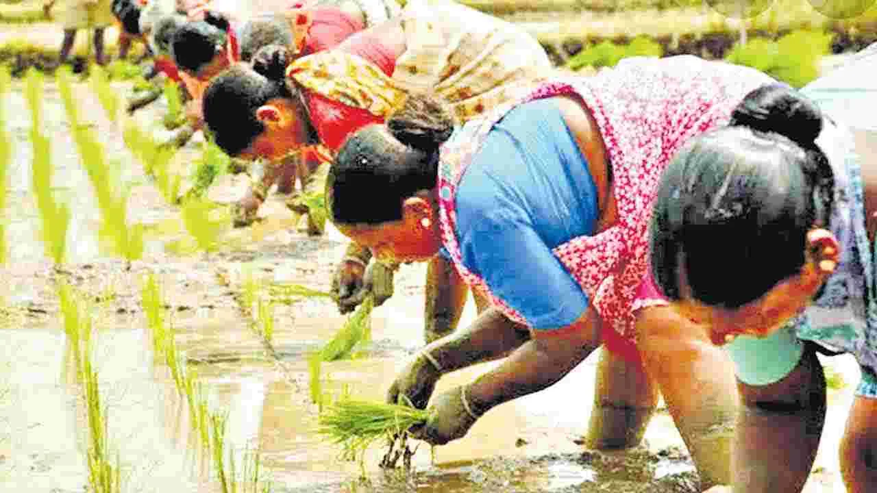భూపాలపల్లి జిల్లాలో జోరందుకున్న వరినాట్లు