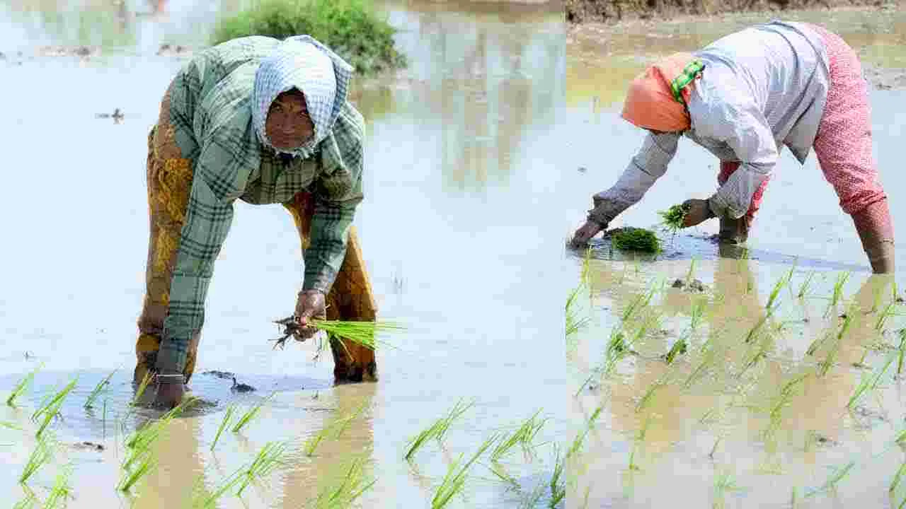 భూపాలపల్లి జిల్లాలో జోరందుకున్న వరినాట్లు