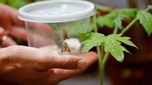 Plant Communication,: మొక్కల మాటలు కీటకాలకు అర్థమవుతాయ్‌