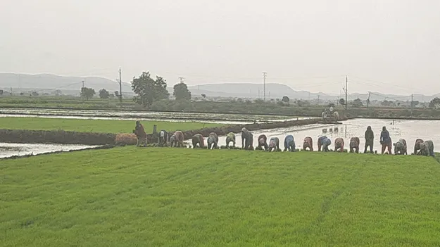కుందూలో నీరు.. వరి జోరు