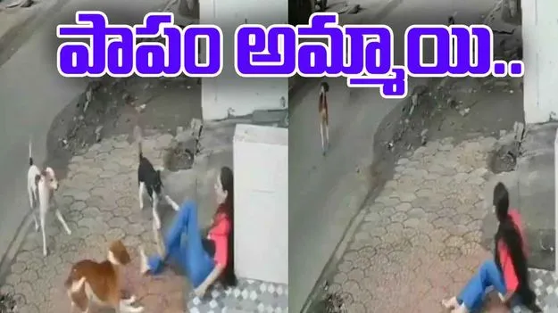 Stray Dogs: ఒక్కసారిగా అమ్మాయిపై దాడి చేసిన వీధి కుక్కలు..