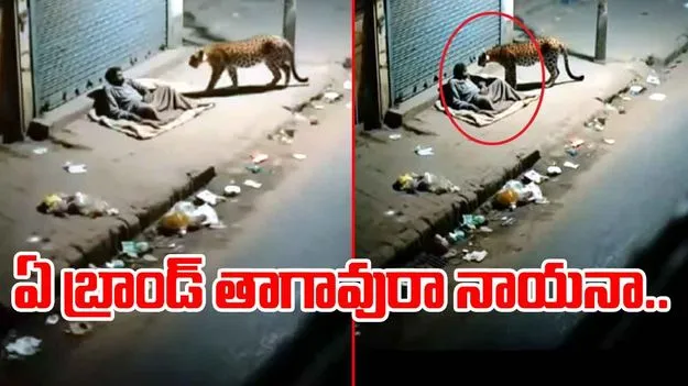 Cheetah Viral Video: రోడ్డు పక్కన పడుకున్న మందుబాబు.. సమీపానికి వెళ్లిన చిరుత.. వాసన చూడడంతో..
