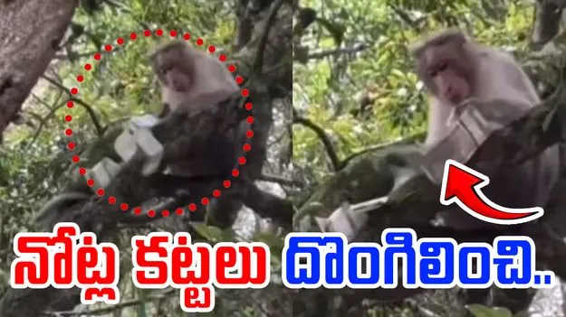 Viral video: రూ.500 నోట్ల కట్టలు దొంగిలించిన కోతి.. ఏం చేసిందంటే..