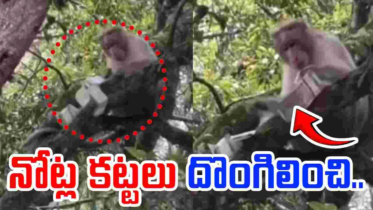Viral video: రూ.500 నోట్ల కట్టలు దొంగిలించిన కోతి.. ఏం చేసిందంటే..