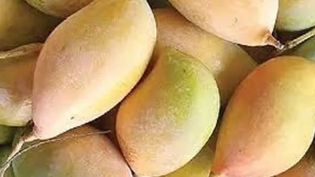 Totapuri Mango Support Price: తోతాపురి రైతులకు నిధులు మంజూరు | 260 Cr Aid  for Totapuri Mango Farmers Approved