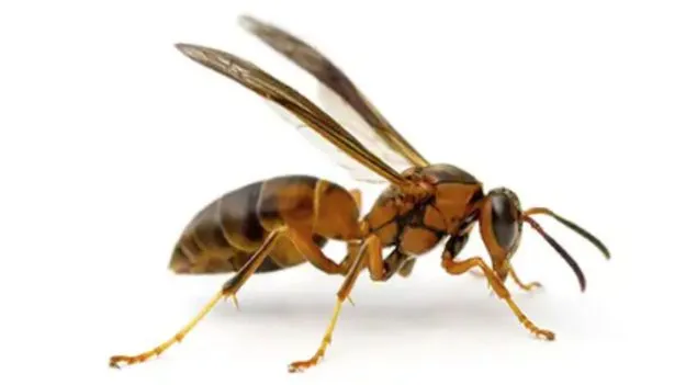 Wasp: కందిరీగ కుట్టిన వెంటనే ఇలా చేయండి..