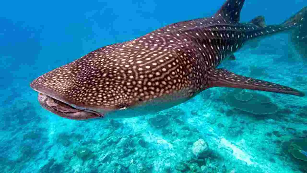 Heaviest Animals: ప్రపంచంలోనే అత్యంత బరువైన 6 జంతువులు ఇవే.. 
