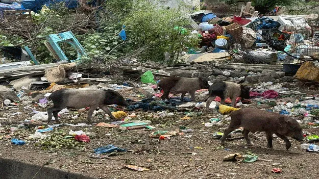 విజృంభిస్తున్న దోమలు