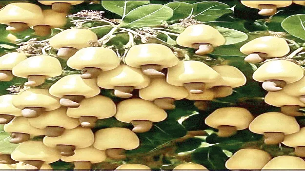  ఇదో రకం దందా