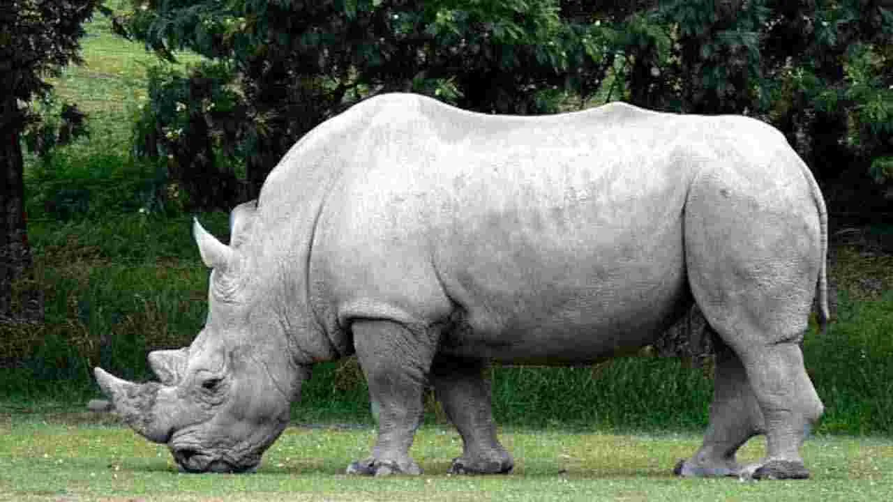 Heaviest Animals: ప్రపంచంలోనే అత్యంత బరువైన 6 జంతువులు ఇవే.. 