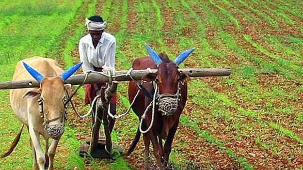National Turmeric Board: పసుపు బోర్డుతో దేశవ్యాప్తంగా రైతులకు సేవలు