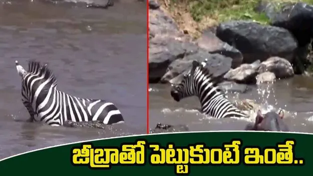Zebra VS Crocodiles: మొసళ్ల మధ్యలో జీబ్రా.. చంపేసే సమయంలో షాకింగ్ ట్విస్ట్.. చివరకు..