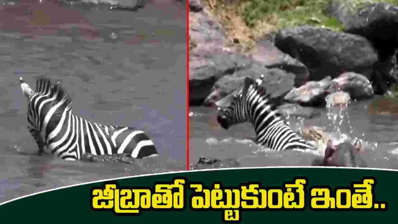 Zebra VS Crocodiles: మొసళ్ల మధ్యలో జీబ్రా.. చంపేసే సమయంలో షాకింగ్ ట్విస్ట్.. చివరకు..