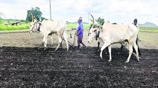 Cultivation అరకొర పదునులోనే కంది సాగు