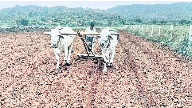 సీజన్‌ సానుకూలం