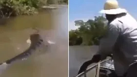 Anaconda Video: ఏం గుండెరా అది.. భారీ అనకొండ తోక పట్టుకుంటే ఏం జరిగిందో చూడండి.. 