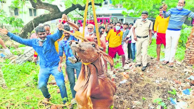 బావిలో పడిన ఆవును రక్షించిన పోలీసులు