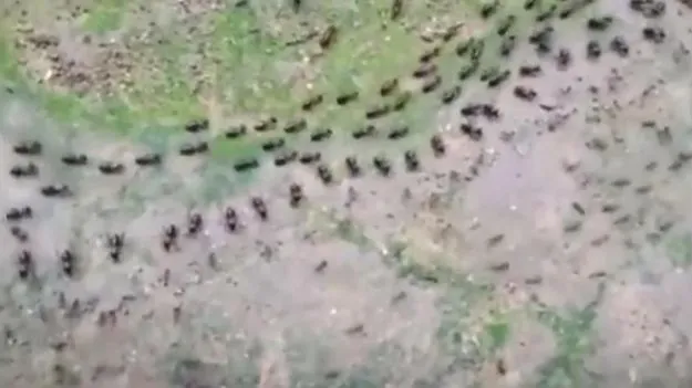 Ants Video: వావ్.. ఈ చీమలు, పురుగులను చూడండి.. ఎలా ముందుకు వెళుతున్నాయో