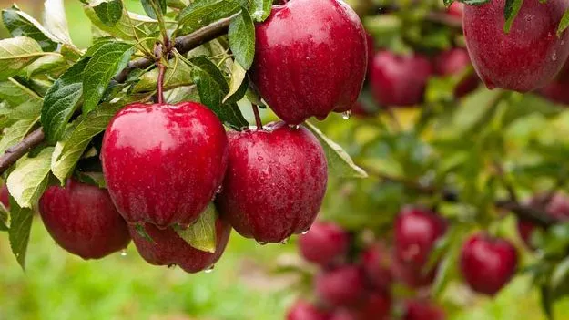 Fake Apple: వ్యాక్స్ చేసిన ఆపిల్ తింటున్నారేమో.. చెక్ చేసుకోండిలా!