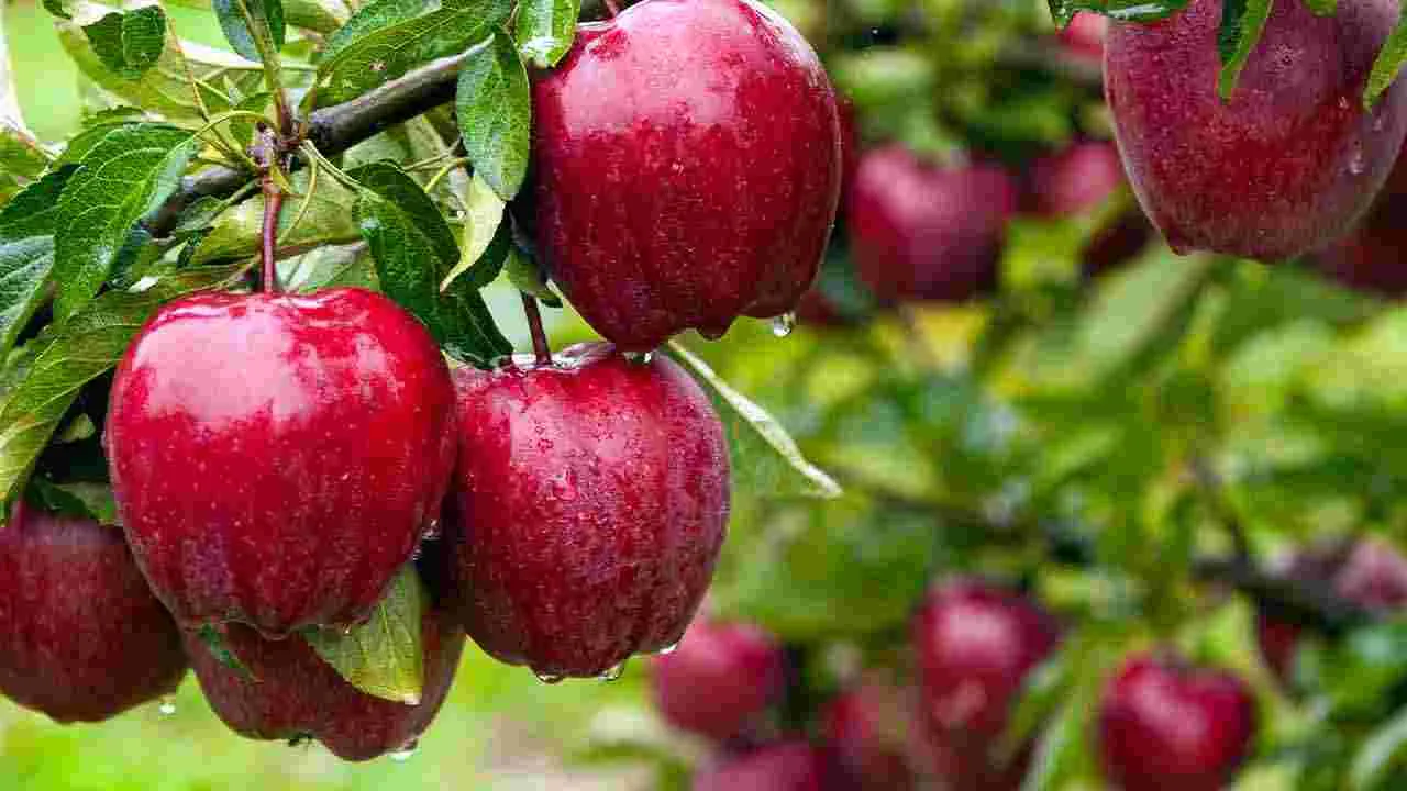 Health Tips: క్యాన్సర్ ప్రమాదాన్ని తగ్గించే.. 5 ఆహారాలివే.. 