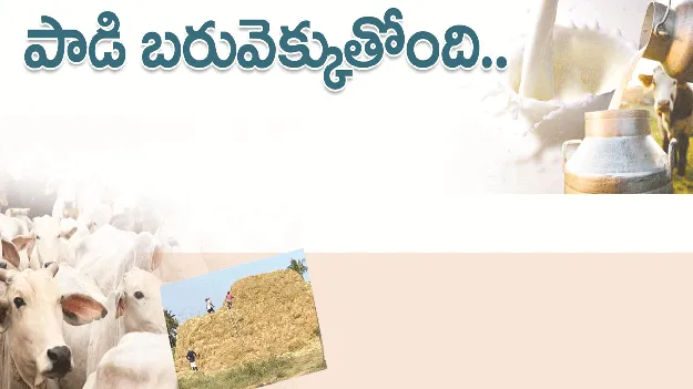 kumaram bheem asifabad-  పాడి బరువెక్కుతోంది