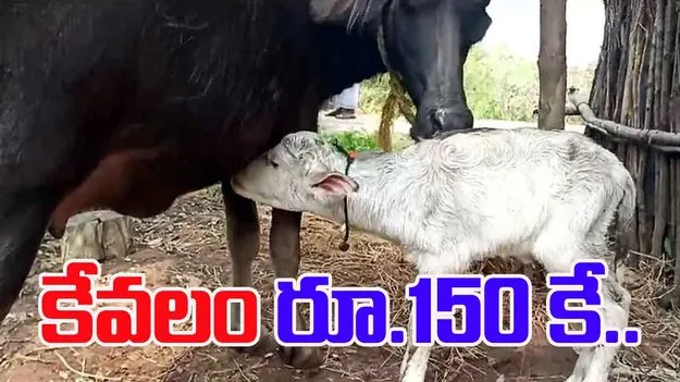 Artificial Insemination: 150కే పెయ్యదూడ
